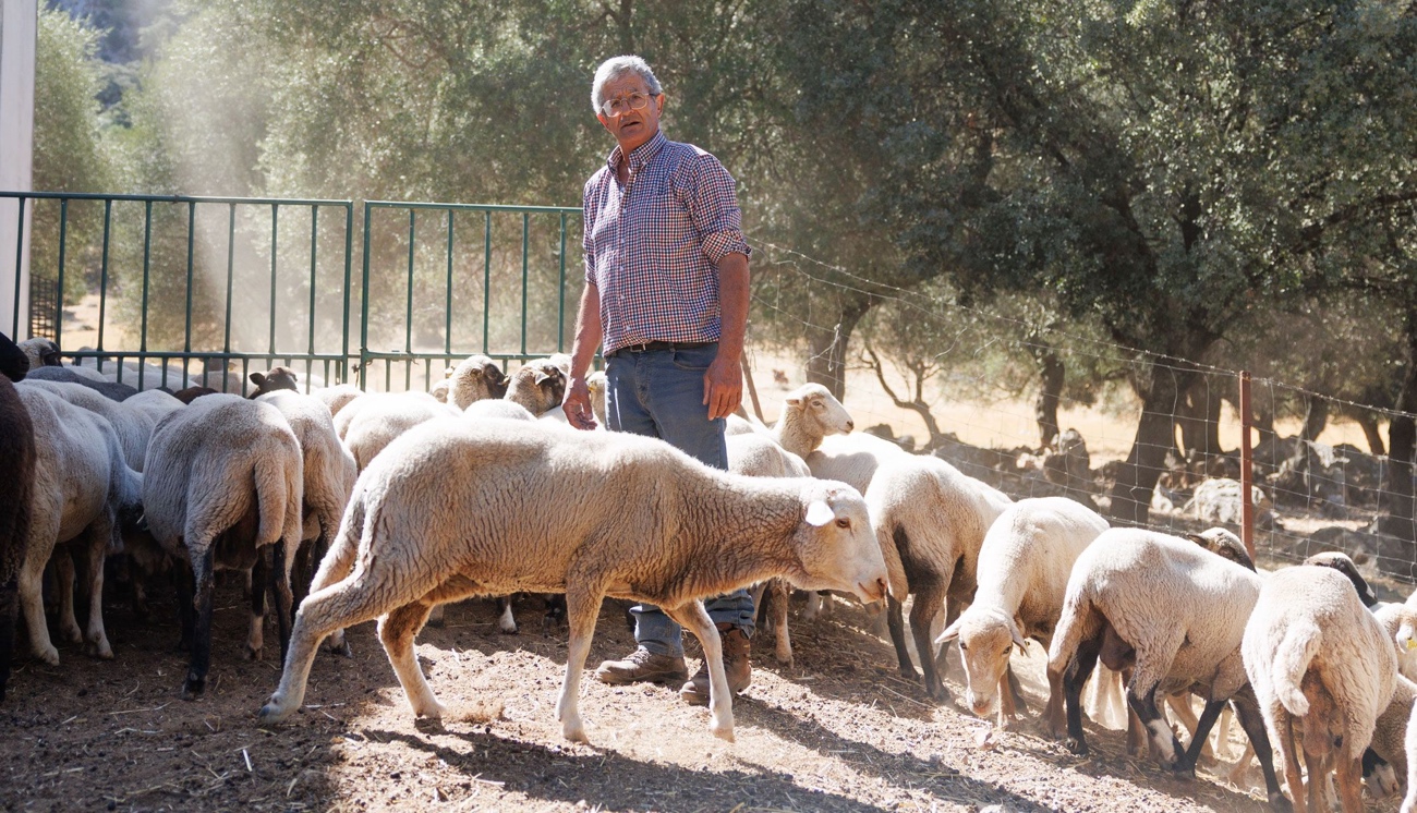 Cristóbal Yuste, rodeado de sus ovejas merinas de Grazalema, en la explotación que regenta desde los años 80.