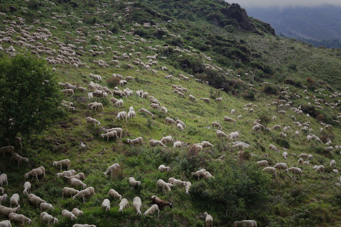 "Pastoreo en Euskal Herria: tierra, oveja, pueblo"
