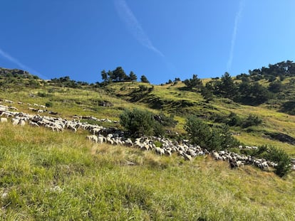 Rebaño de ovejas Pirineo Catalán
