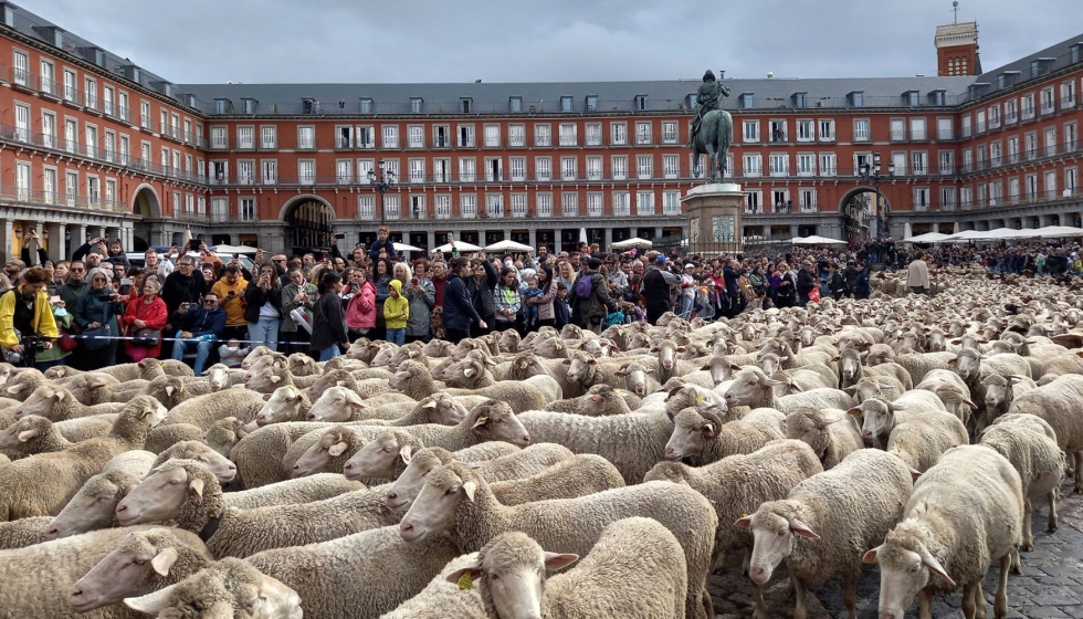 Fiesta de la Trashumancia en la Plaza Mayor de Madrid en una edición anterior