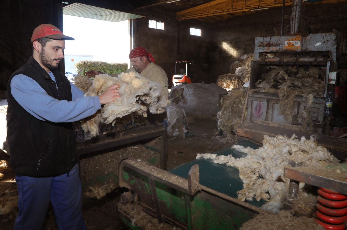Lavadero de lanas Payo en Paredes de Nava (Palencia)Dos operarios del lavadero de lanas introducen la lana en la cadena de lavado