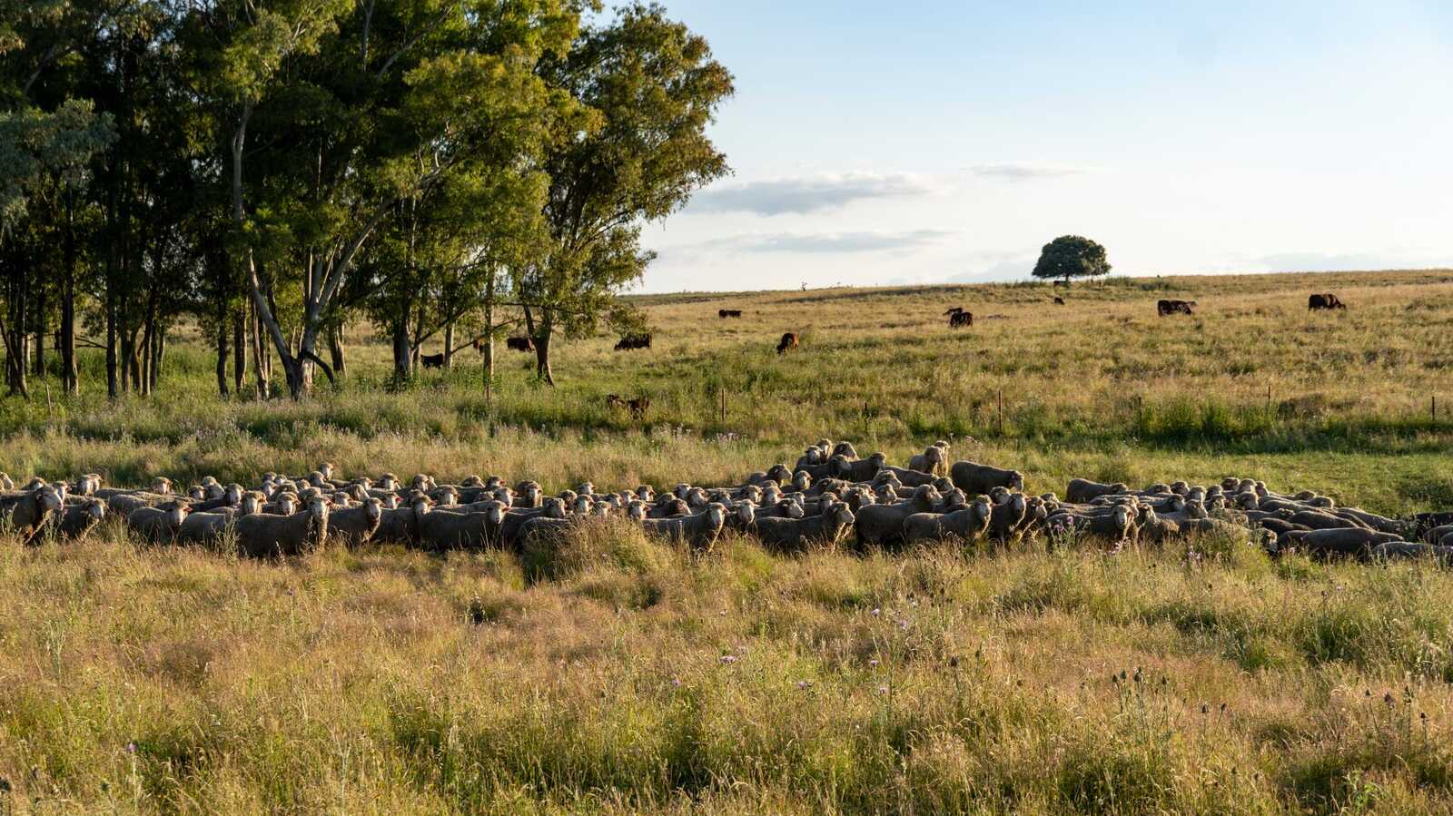 Ovejas en el campo