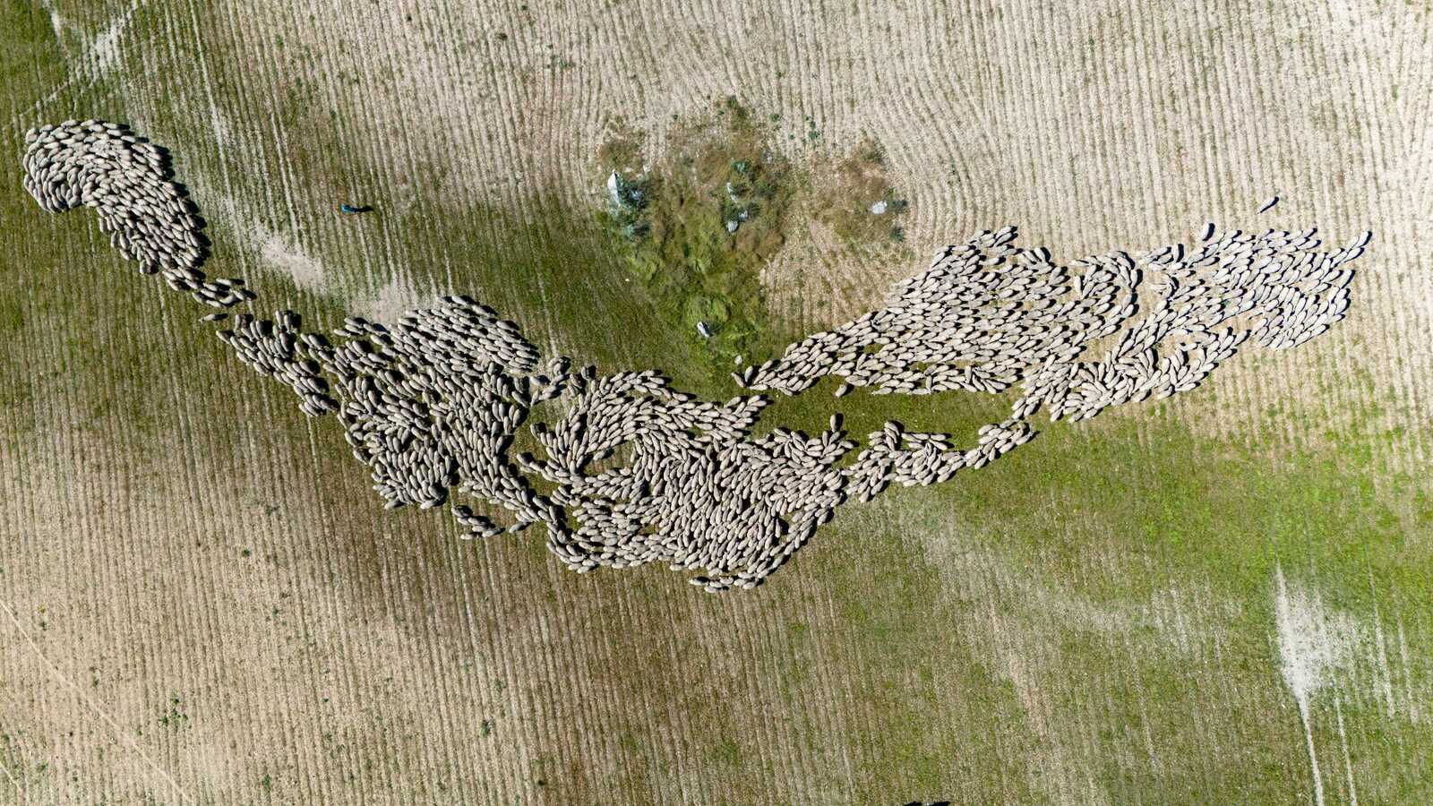 Vista aérea de un rebaño de ovejas