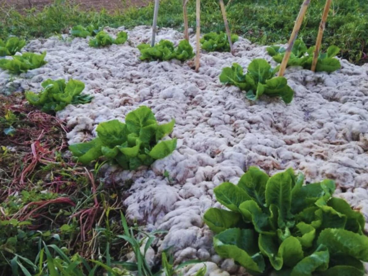 Foto: Un huerto, cubierto con lana de oveja vieja (Raoul Ferrer Fernández))
