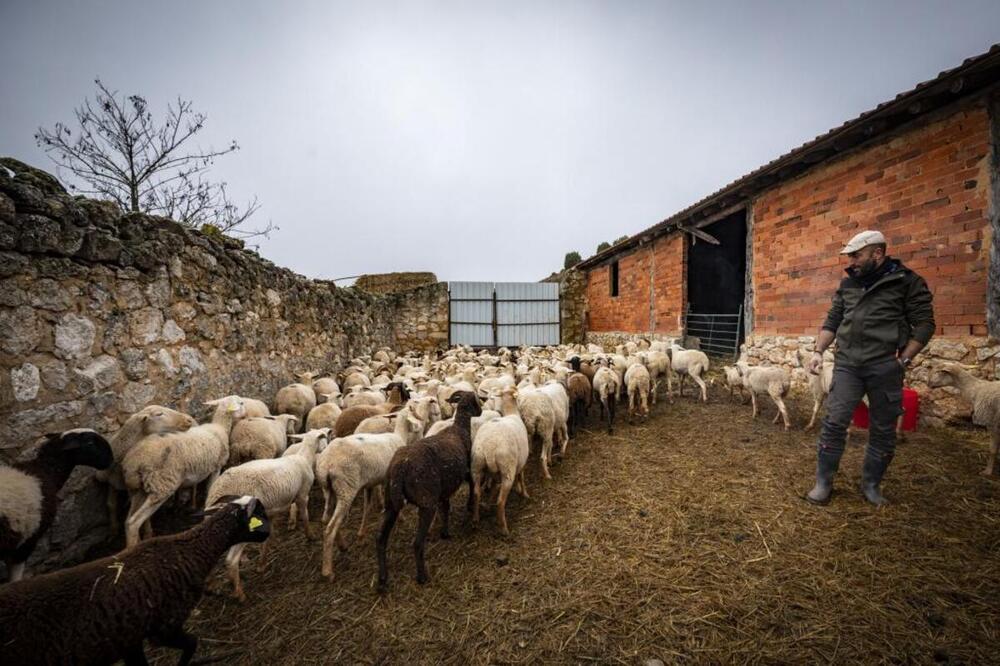 La mayor parte de las ovejas que cuidan Sergio e Isabel son de raza segureña, pero ya cuentan con algunas churras. 