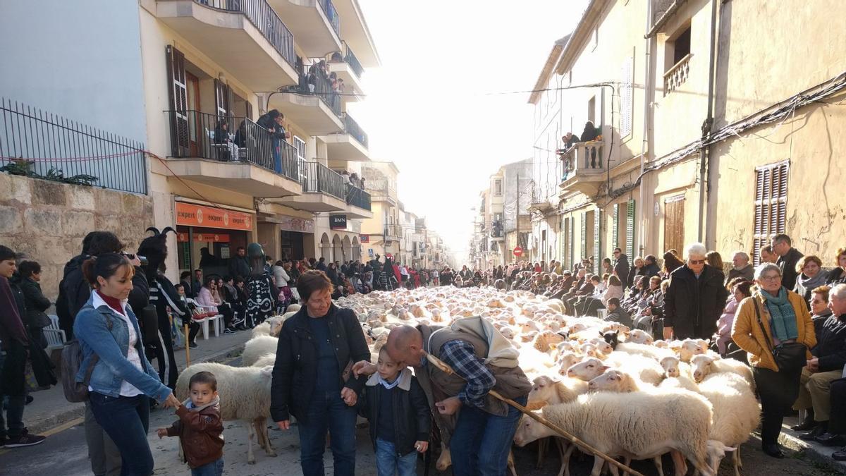 Los rebaños de ovejas son una de las imágenes clásicas de las Beneïdes de Muro.