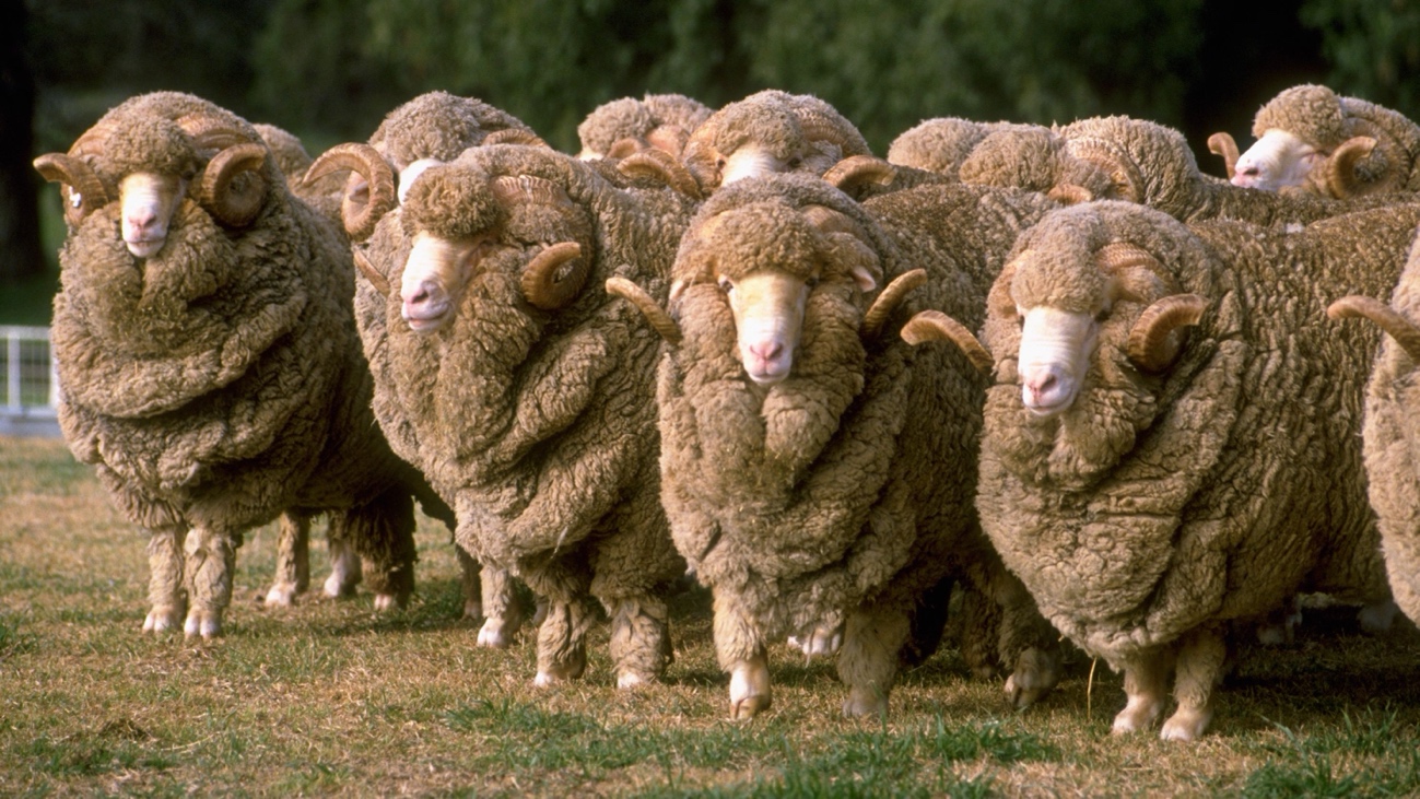 Carneros merinos de Australia.