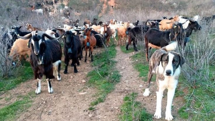 Entrevista a Álex de Dios, coordinador de Usos Tradicionales de Iberozoa, que nos habla de Trashumarte