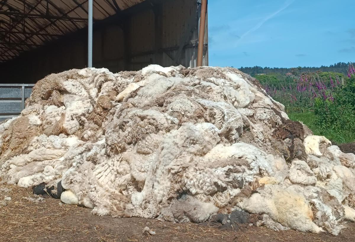 Galicia acumula cada año 500.000 kilos de lana sin apenas uso.