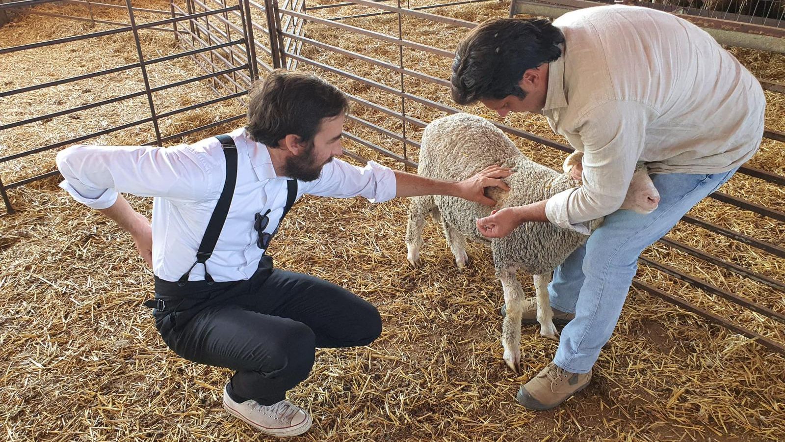 Oteyza y la oveja merina en la moda.