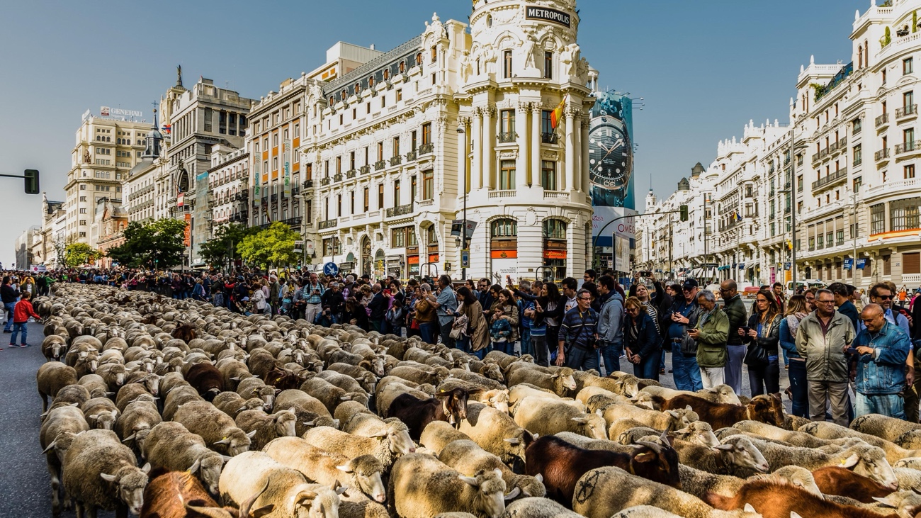 Transhumancia en Madrid.