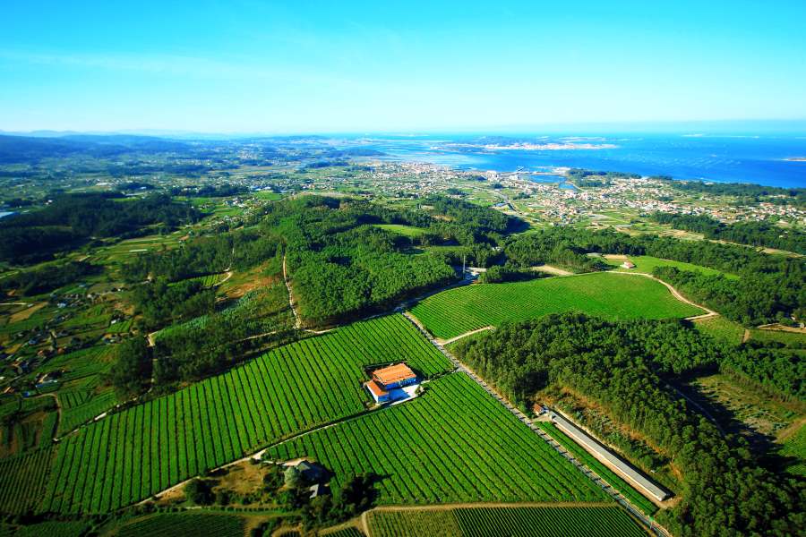Viñedo de Bodegas Granbazán