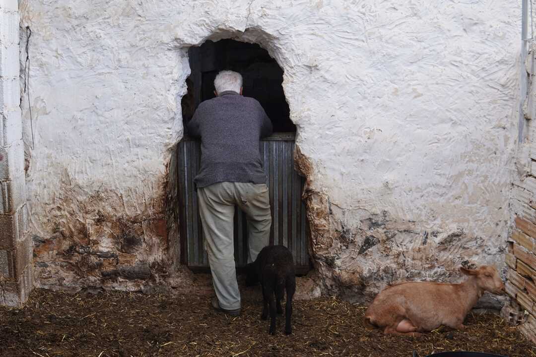 Las últimas ovejas royas levantinas (10)