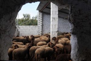Las últimas ovejas royas levantinas (3)