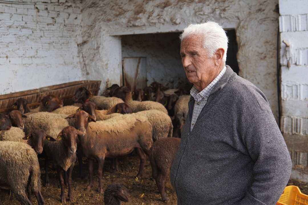 Las últimas ovejas royas levantinas (5)
