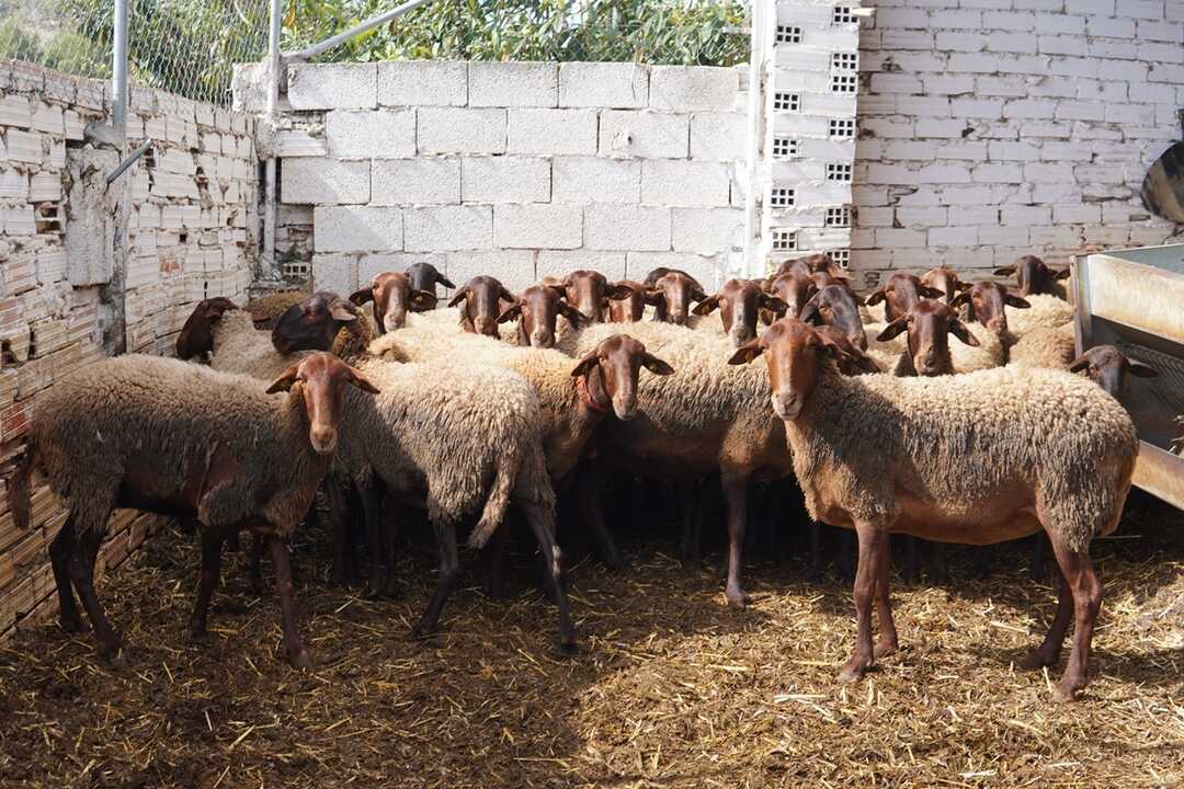Las últimas ovejas royas levantinas (8)