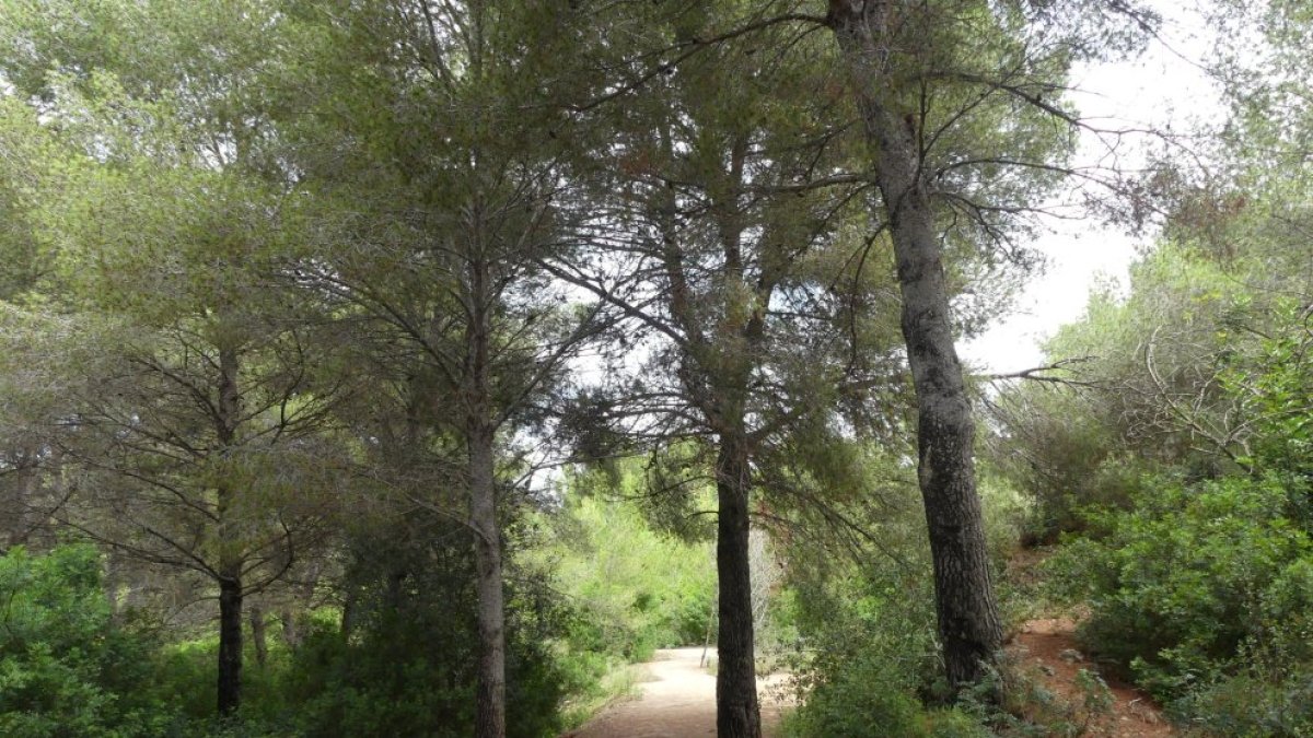 Parque de las Pedreras, uno de los refugios climáticos de Salou