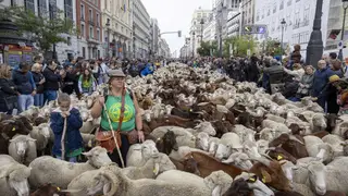 Rebaños de ovejas y cabras volverán a tomar este domingo el corazón de madrid en la Fiesta de la Trashumancia REMITIDA / HANDOUT por AYUNTAMIENTO DE MADRID Fotografía remitida a medios de comunicación exclusivamente para ilustrar la noticia a la que hace referencia la imagen, y citando la procedencia de la imagen en la firma 15/10/2025