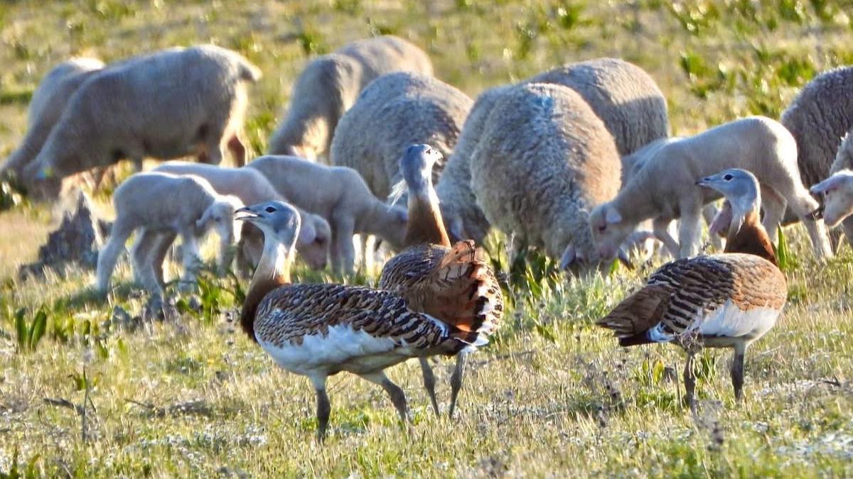 Avutardas entre ovejas en Extremadura