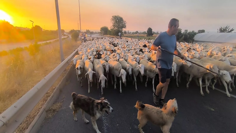 Paso por Huesca de un rebaño de Castelflorite rumbo a la Hoya. Foto Joaquín Santafé
