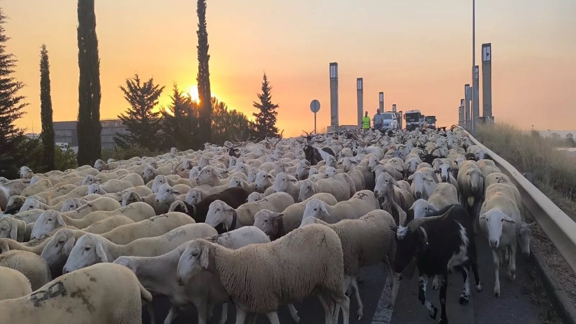 Paso por Huesca de un rebaño de Castelflorite rumbo a la Hoya. Foto Joaquín Santafé