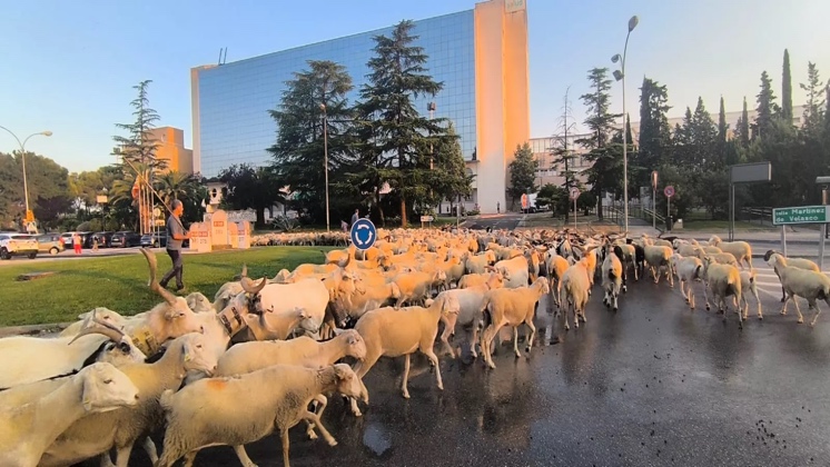 Paso por Huesca de un rebaño de Castelflorite rumbo a la Hoya. Foto Joaquín Santafé