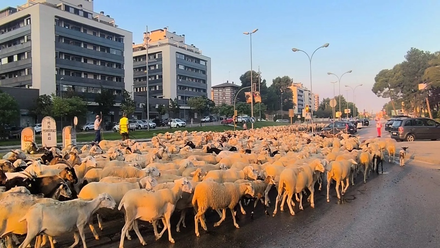 Paso por Huesca de un rebaño de Castelflorite rumbo a la Hoya. Foto Joaquín Santafé