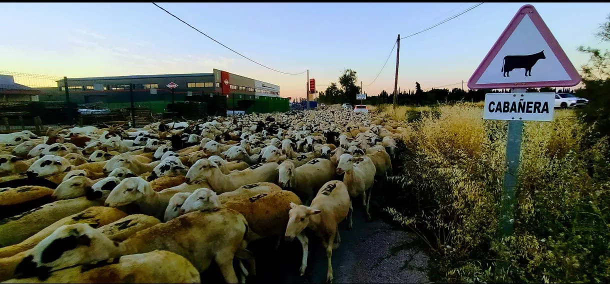 Paso por Huesca de un rebaño de Castelflorite rumbo a la Hoya. Foto Joaquín Santafé