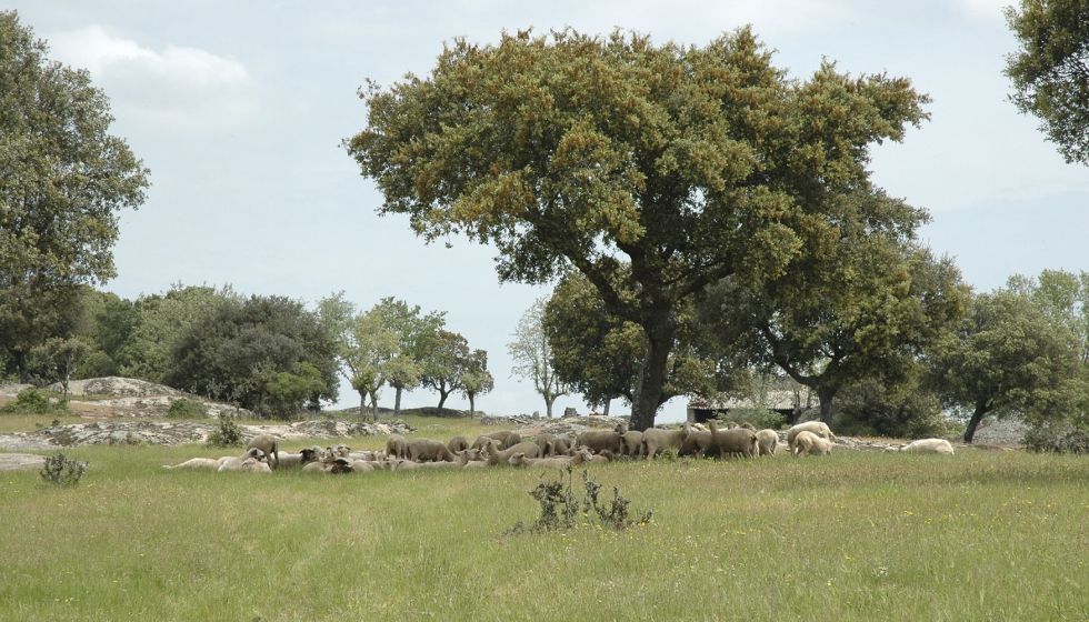 Rebaño en el campo