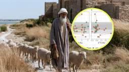 Cabras y ovejas en la Ruta de la Seda