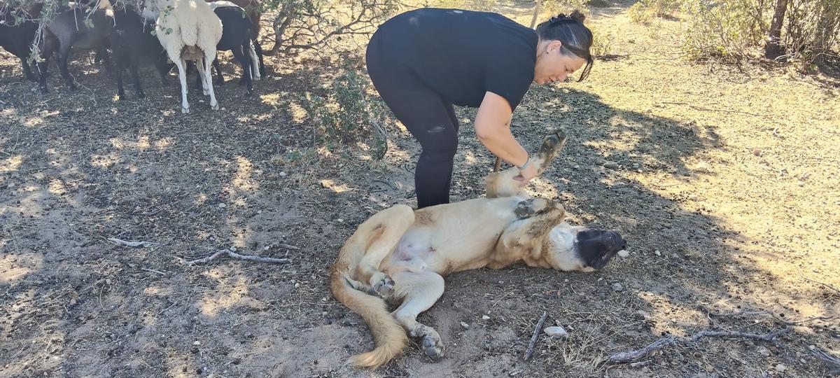 Almundena juega con León, uno de sus mastines