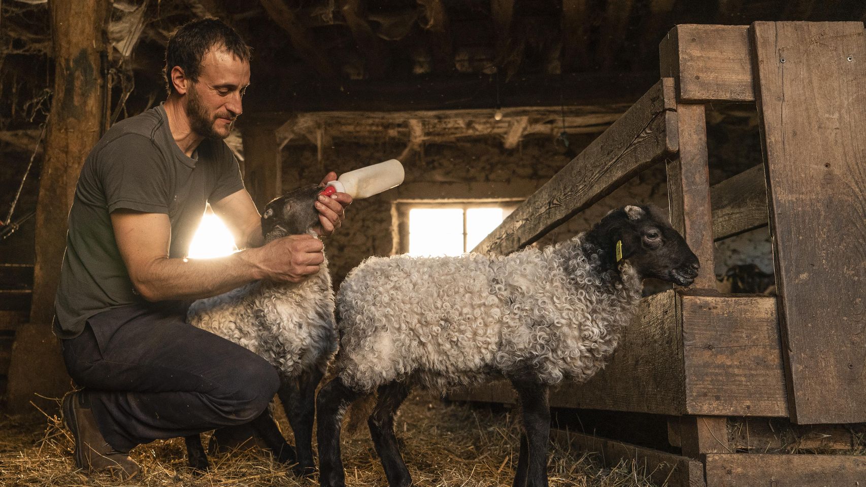 Ptaxi alimenta a un cabrito en la explotación familiar. Historia completa en 'Vidas Protegidas' de Nuestros Espacios Protegidos.
